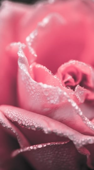 close up photo of pink rose thumbnail