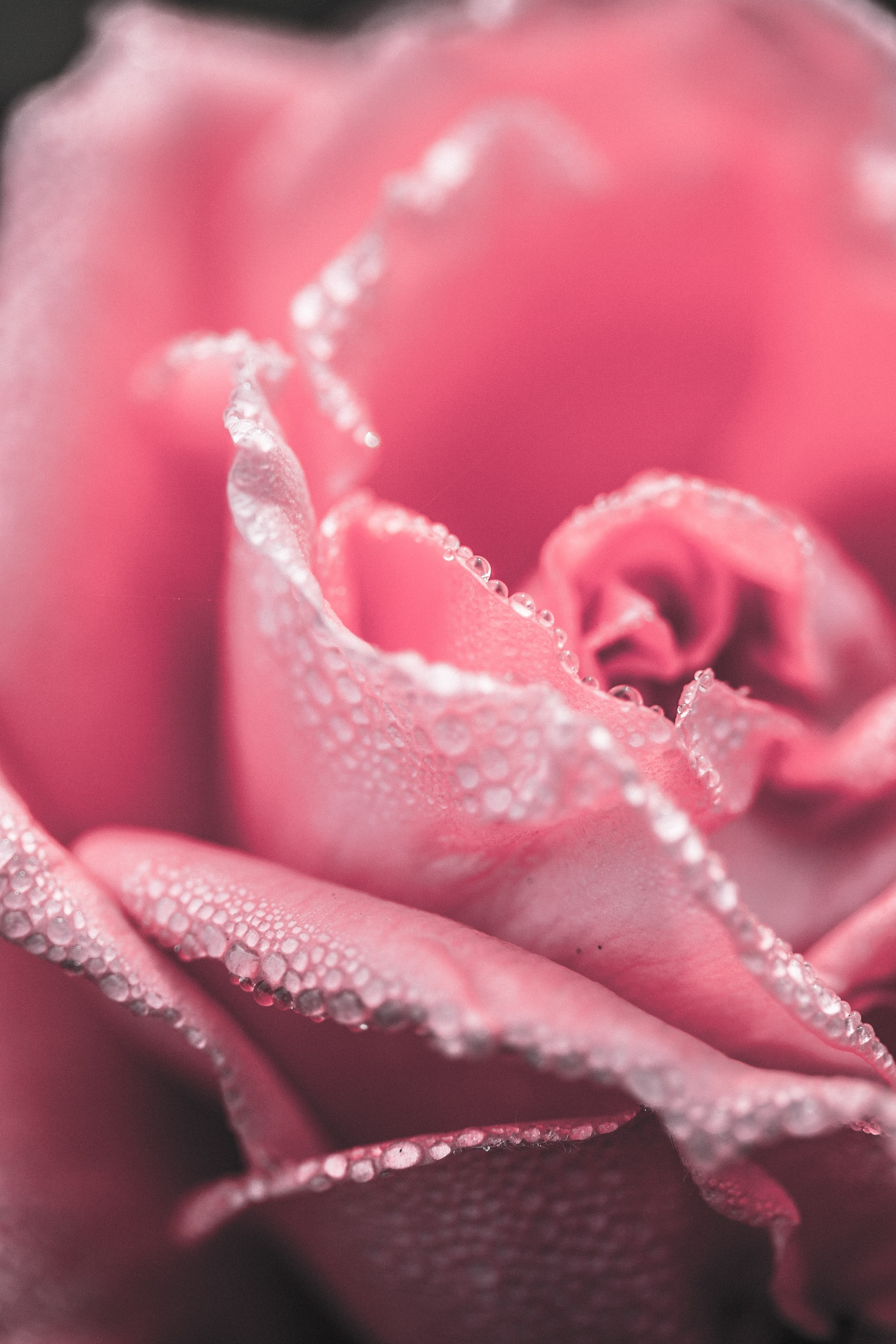 close up photo of pink rose