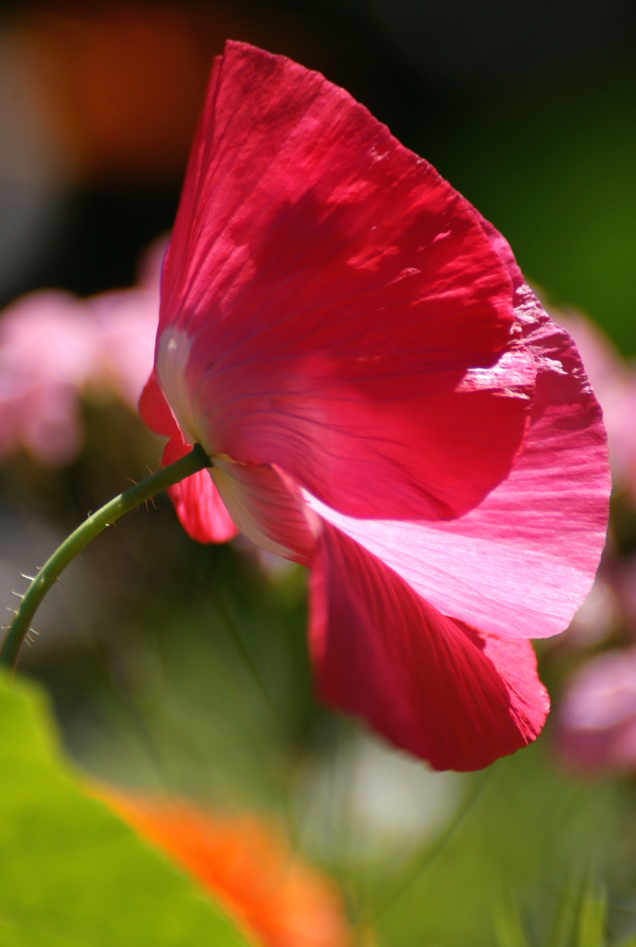 pink and white petal flower