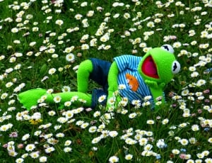 Meadow, Kermit, Frog, Concerns, Daisy, green color, no people thumbnail