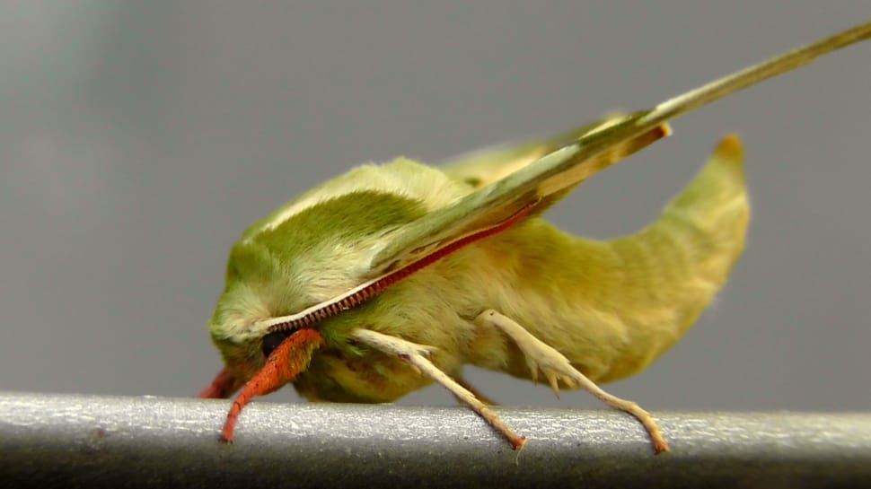 green Pandora hawk moth preview