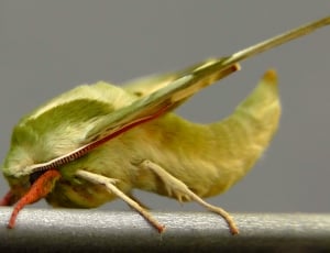 green Pandora hawk moth thumbnail