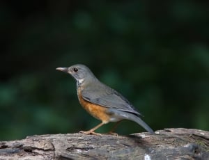 gray and orange bird thumbnail