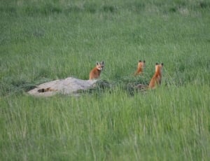 3 red foxes thumbnail