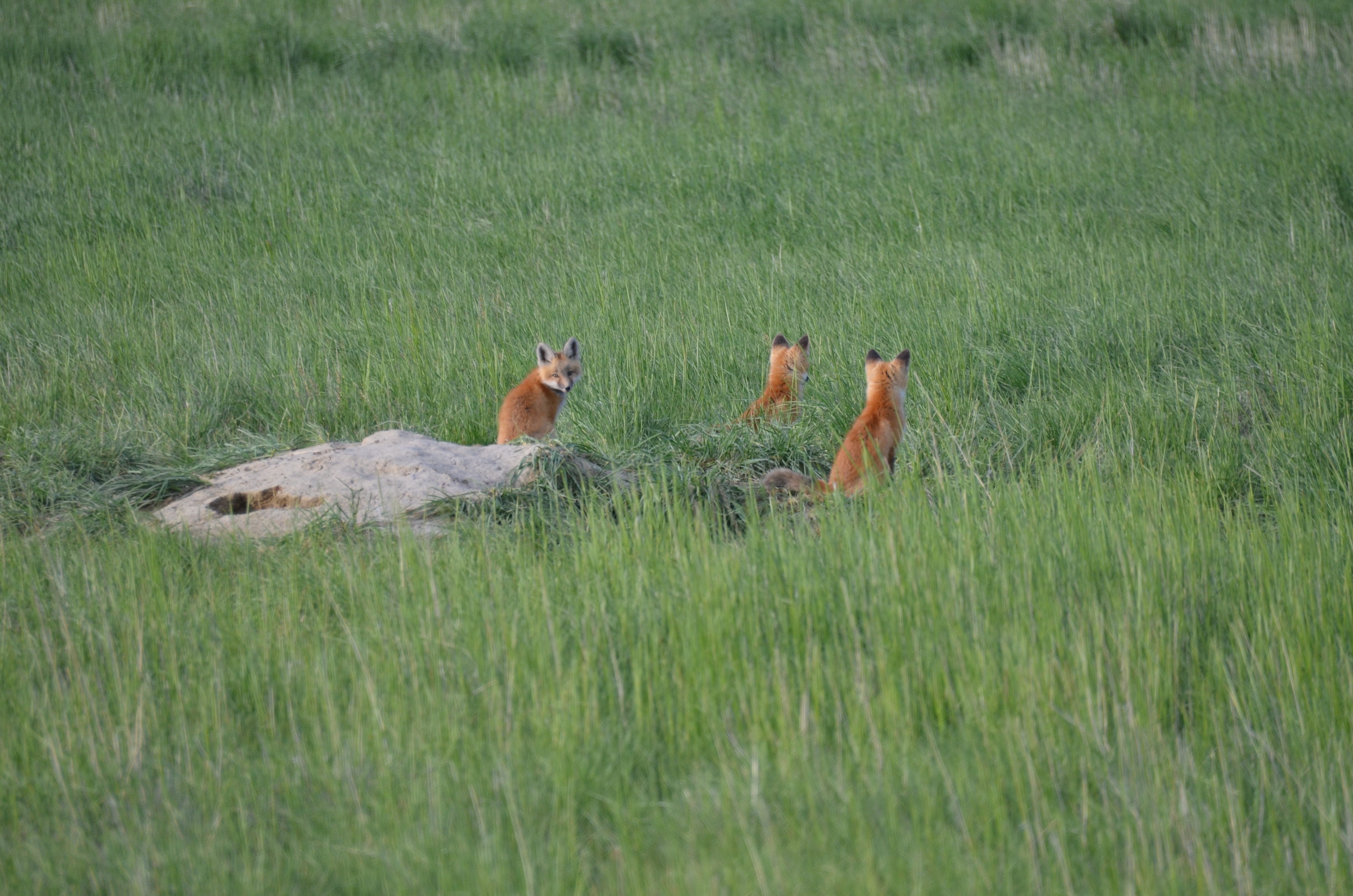 3 red foxes