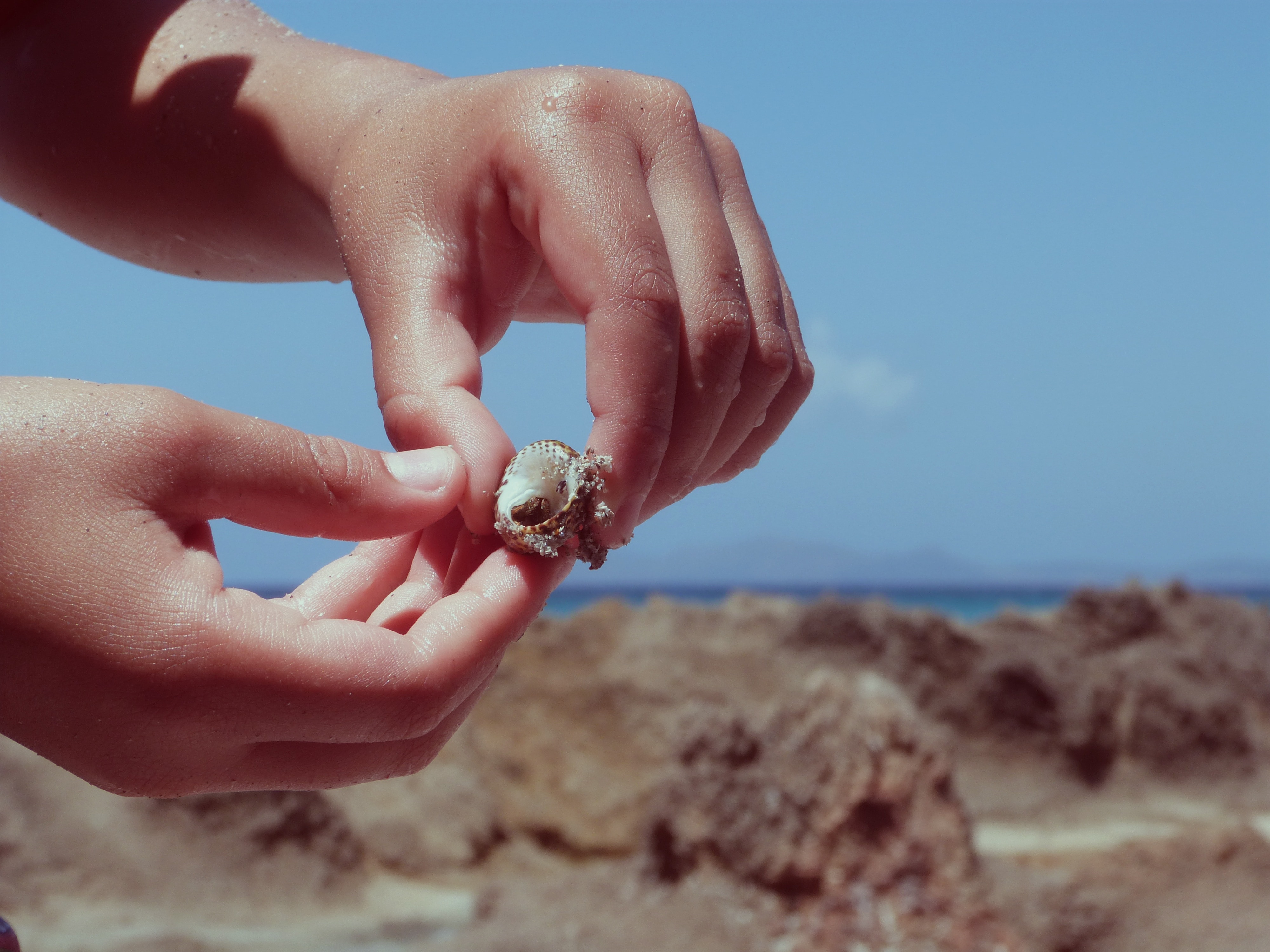 Sea, Hand Shell, Hand, beach, human hand