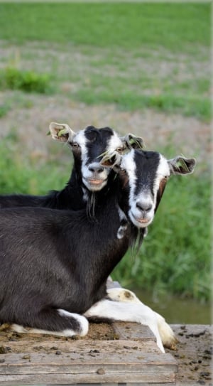 Herd, Goat, Outdoor, Animals, Farm, animal themes, domestic animals thumbnail