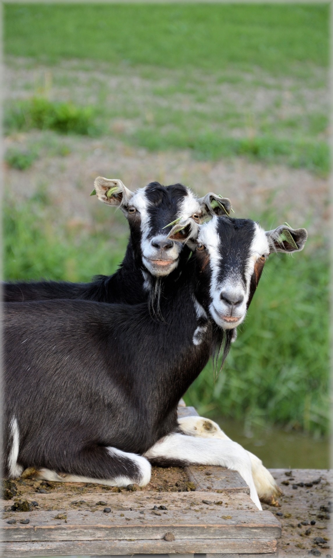 Herd, Goat, Outdoor, Animals, Farm, animal themes, domestic animals