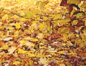 Golden, Yellow, Forest, Autumn, Leaves, autumn, leaf thumbnail