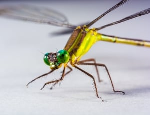 yellow and brown dragonfly in closeup photo thumbnail