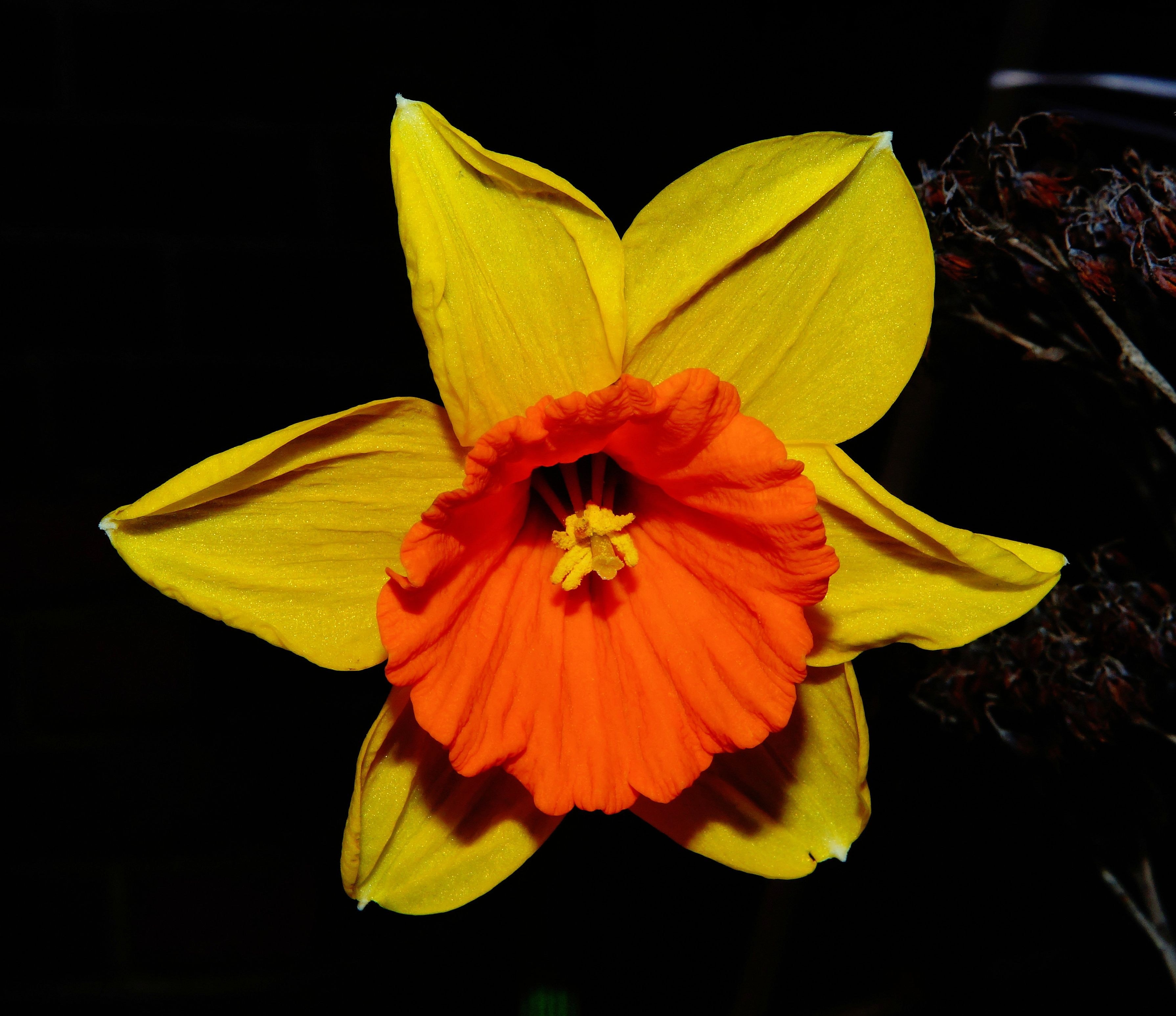 yellow and orange petaled flower