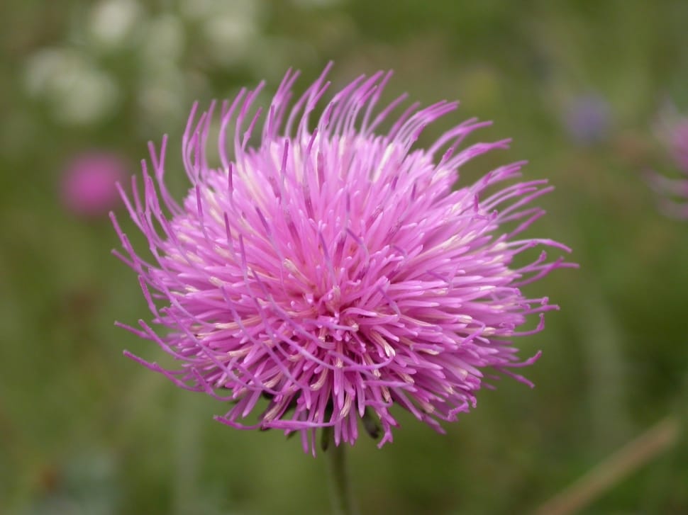 Thistle, Thistle Flower, Alpine Flora, flower, purple preview