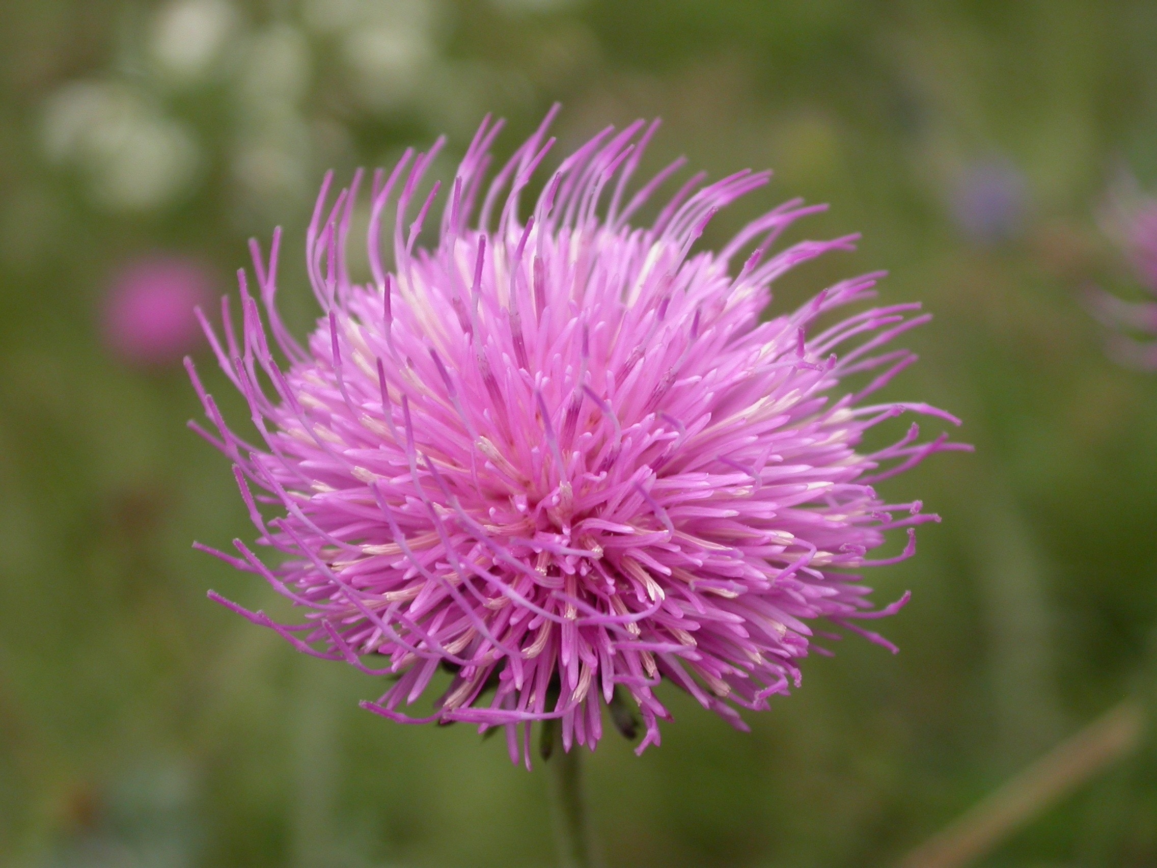 Thistle, Thistle Flower, Alpine Flora, flower, purple
