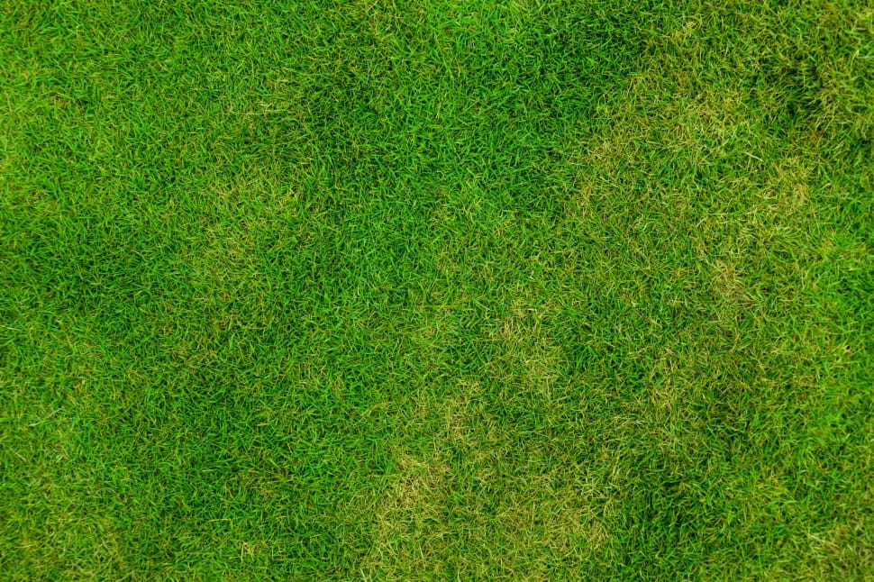 Abstract, Backdrop, Background, Field, green color, backgrounds preview