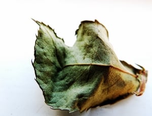green and brown leaf thumbnail