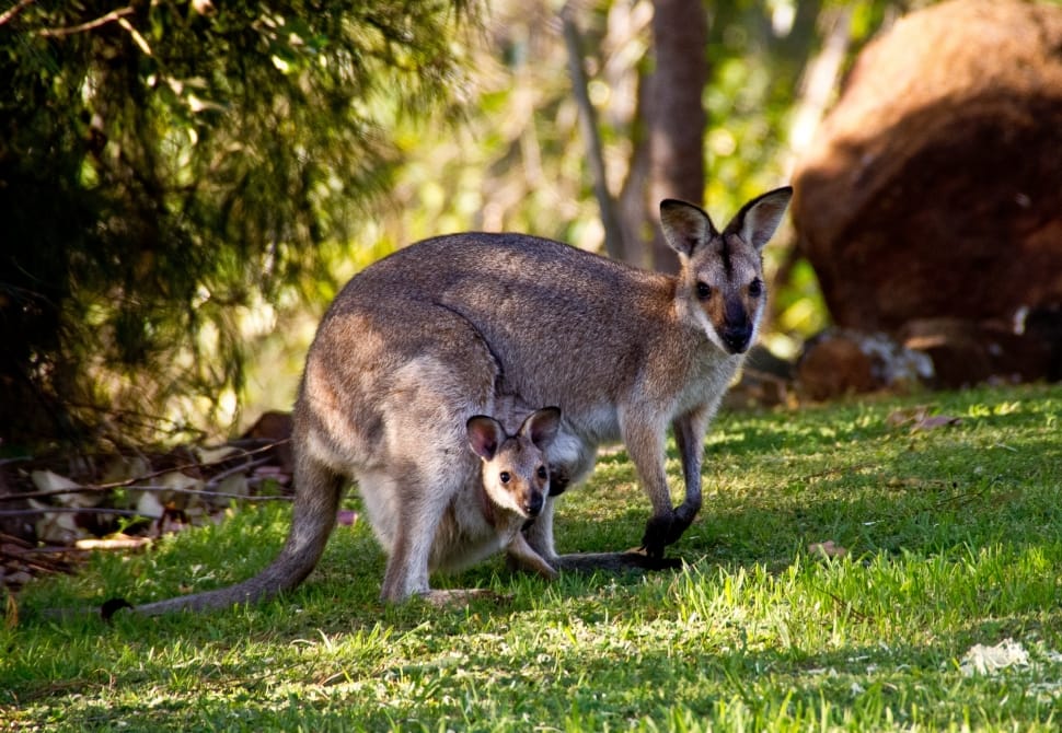 Wallabies, Rednecked Wallaby, Kangaroo, grass, animal wildlife preview