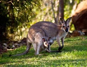 Wallabies, Rednecked Wallaby, Kangaroo, grass, animal wildlife thumbnail