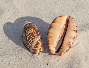 two brown seashells on white sand thumbnail