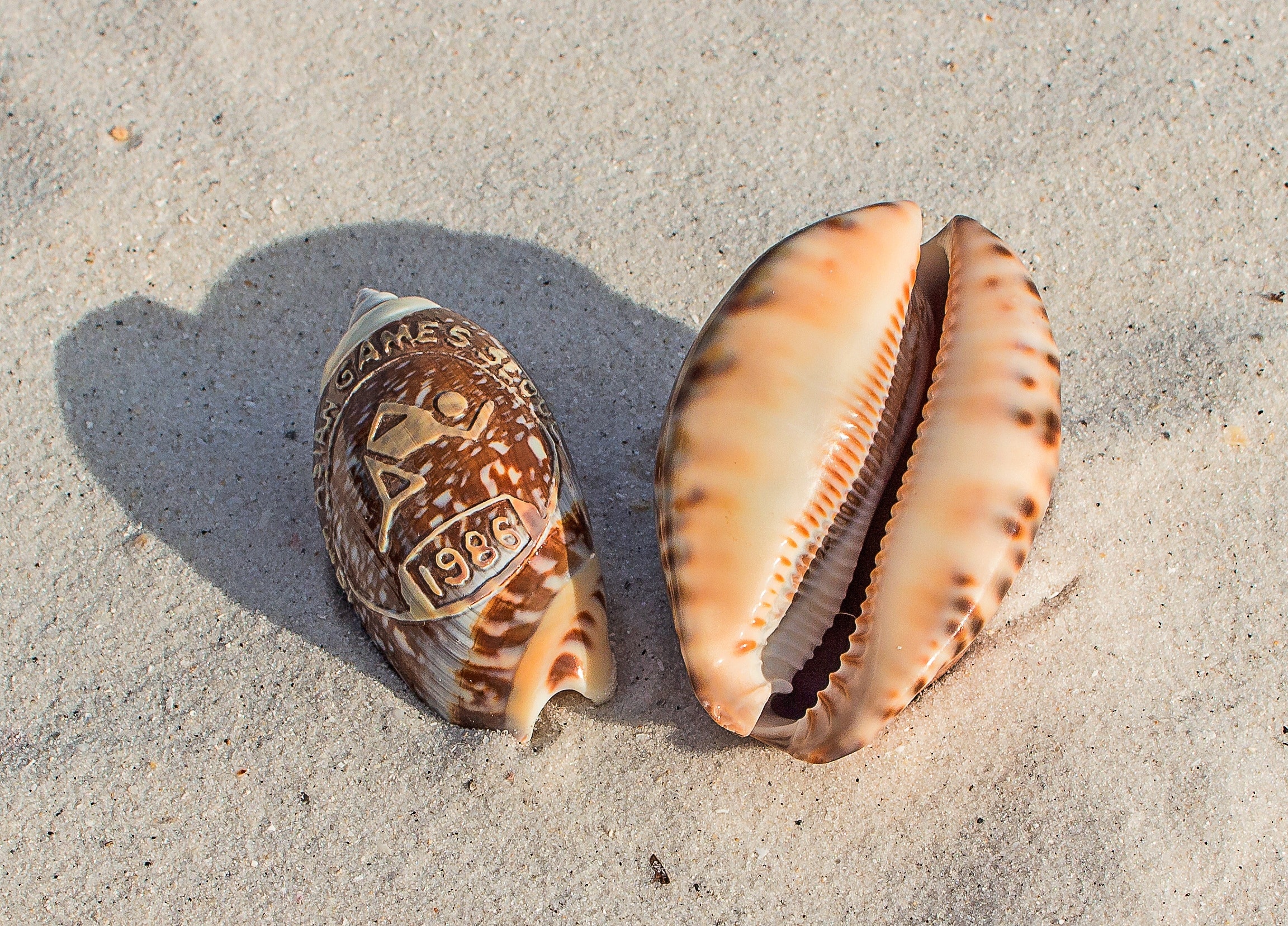 two brown seashells on white sand