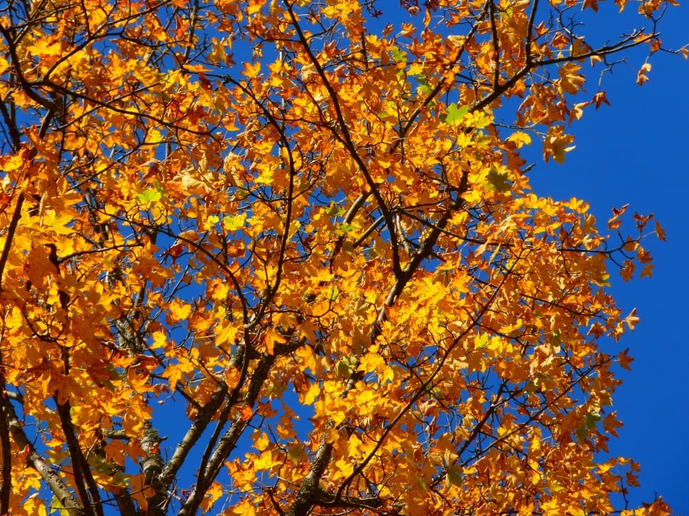 Leaves, Colorful, Tree, Yellow, Autumn, autumn, tree preview
