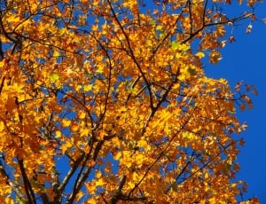 Leaves, Colorful, Tree, Yellow, Autumn, autumn, tree thumbnail