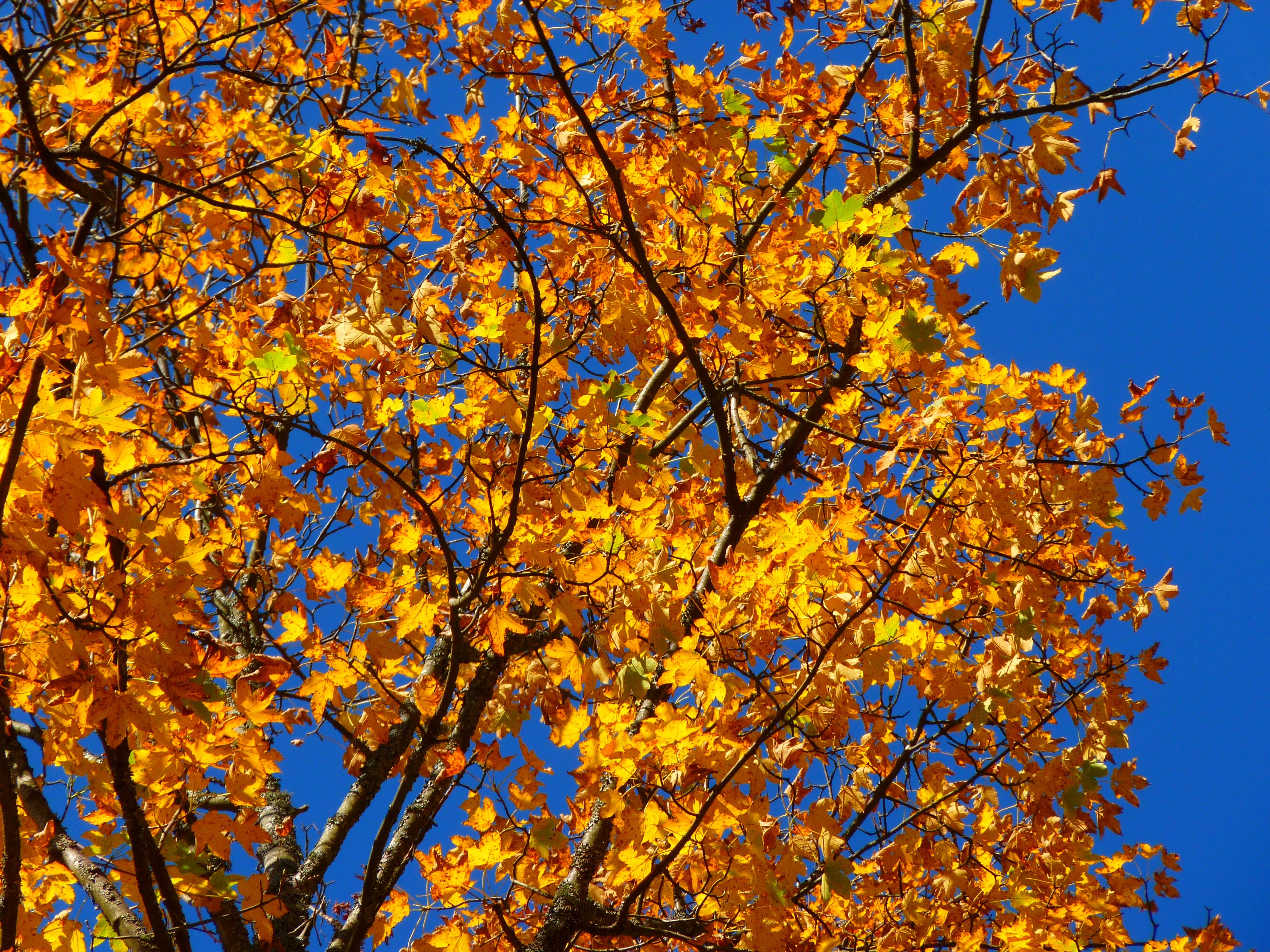 Leaves, Colorful, Tree, Yellow, Autumn, autumn, tree