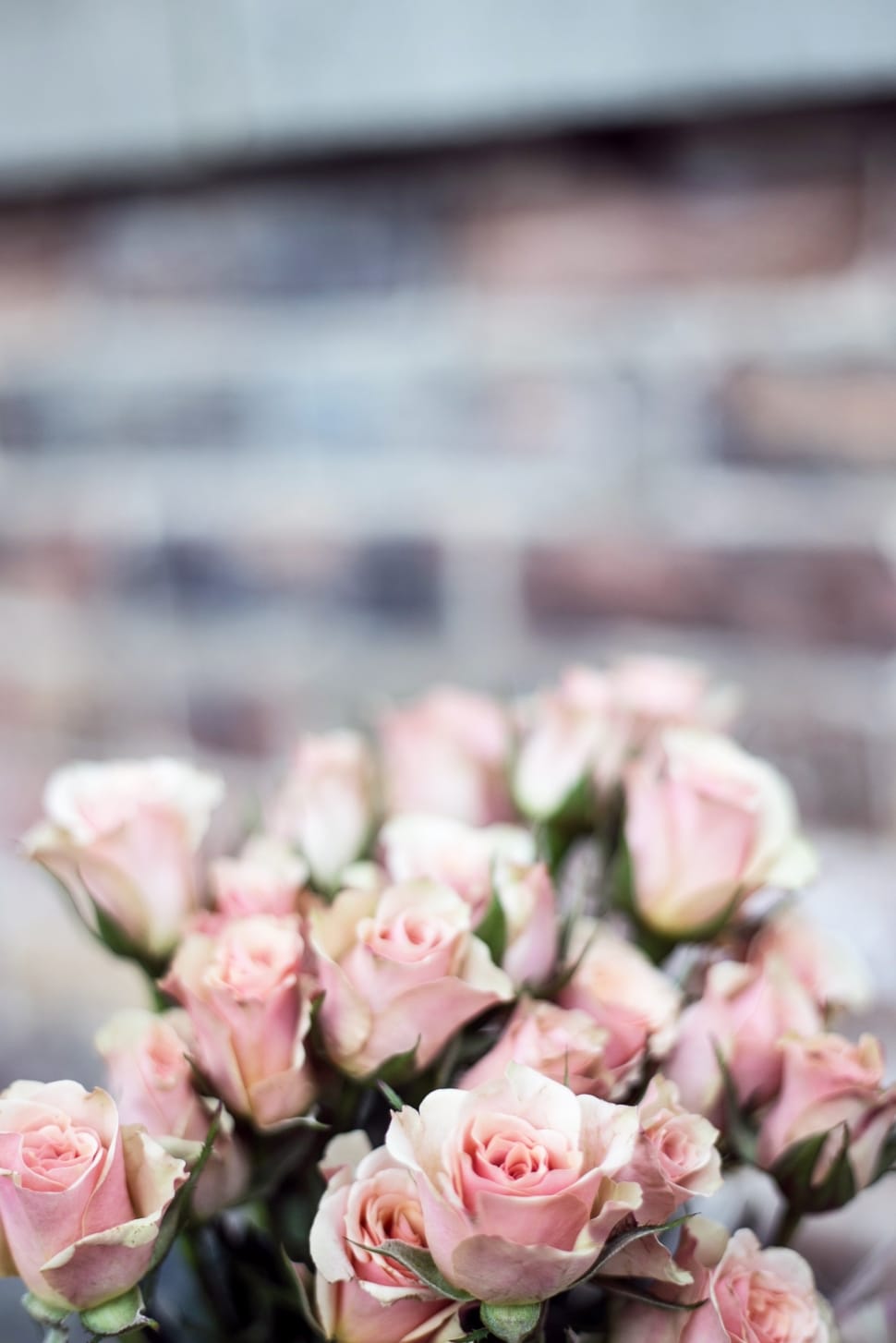 pink rose of bouquet preview