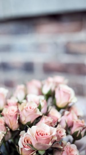 pink rose of bouquet thumbnail