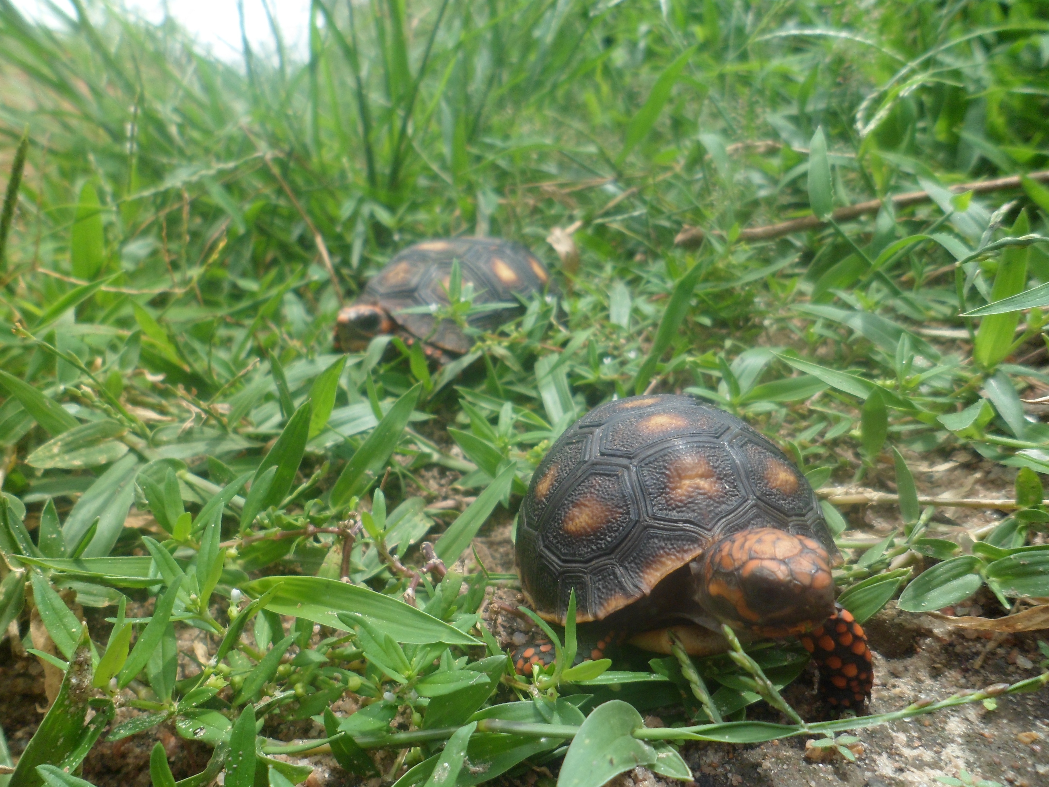 brown and black 2 turtles