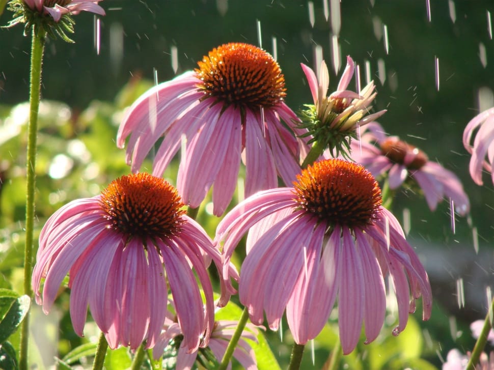 pink cone flower preview