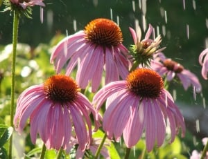 pink cone flower thumbnail