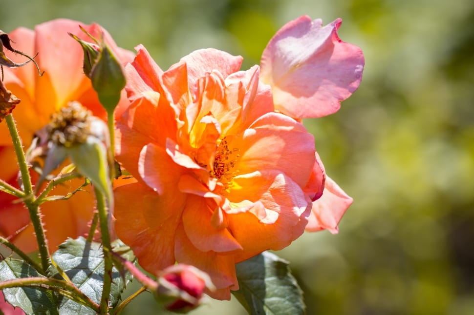 pink and orange rose preview