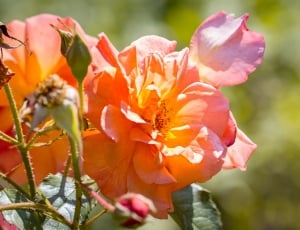 pink and orange rose thumbnail