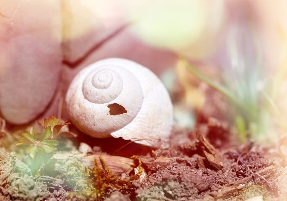 white snail shell preview