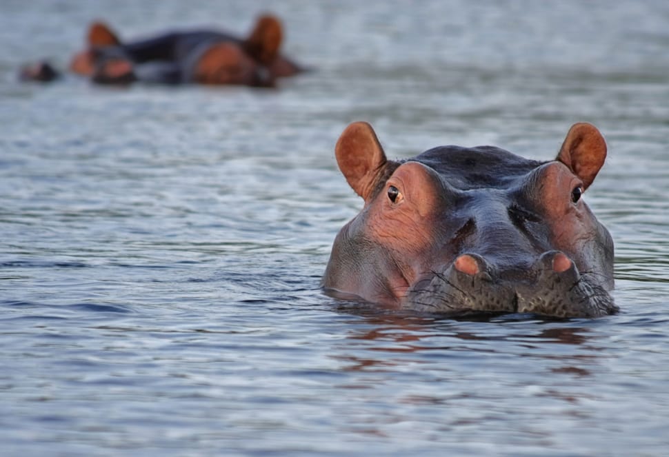 hippopotamus animal preview