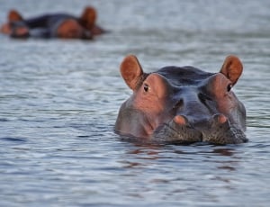 hippopotamus animal thumbnail