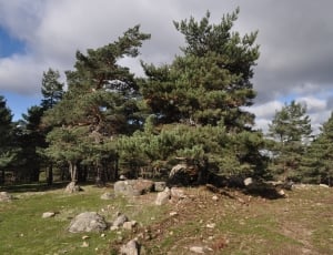 landscape photography of pine trees thumbnail