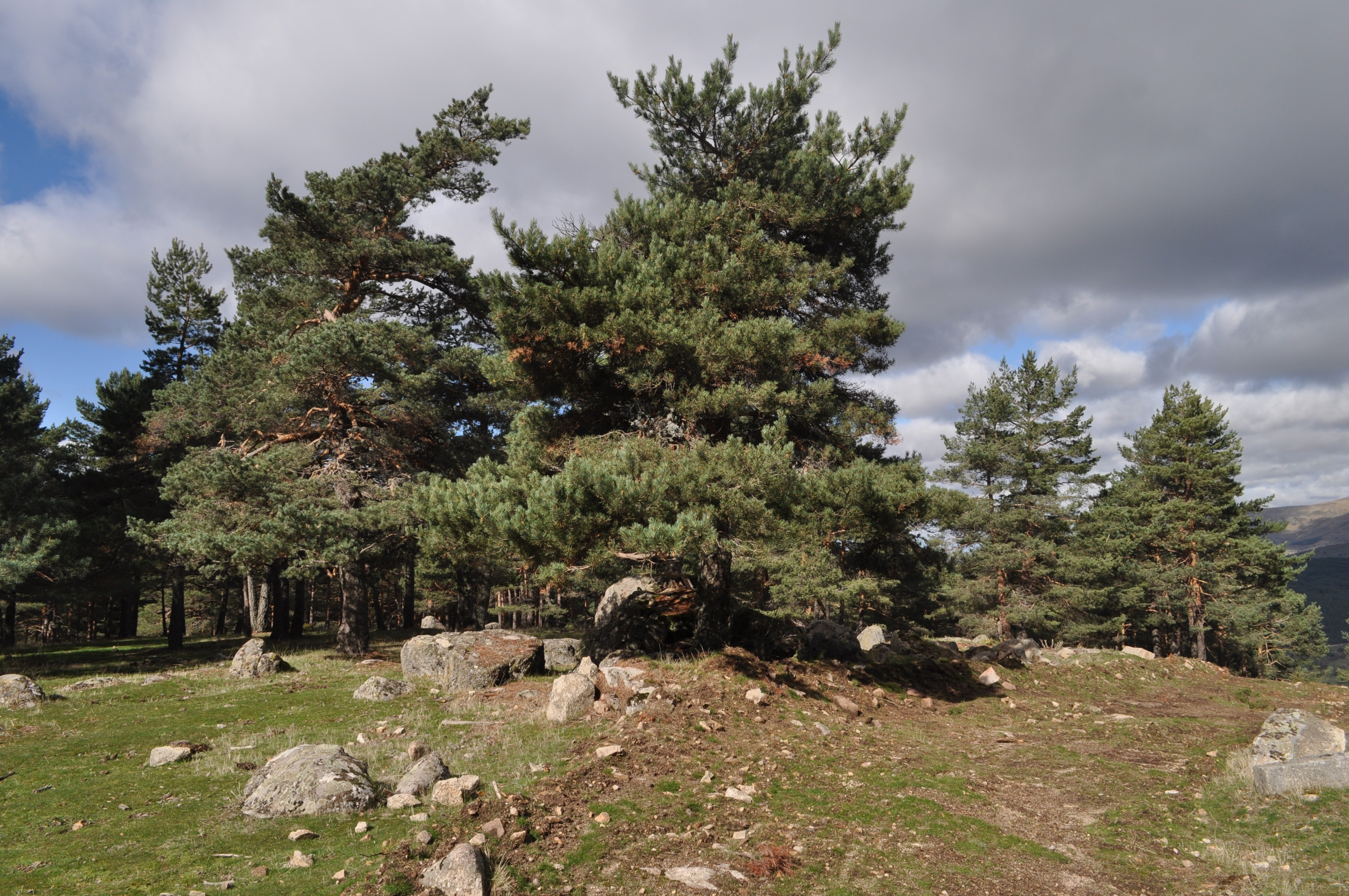 landscape photography of pine trees