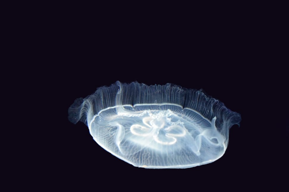 jelly fish preview
