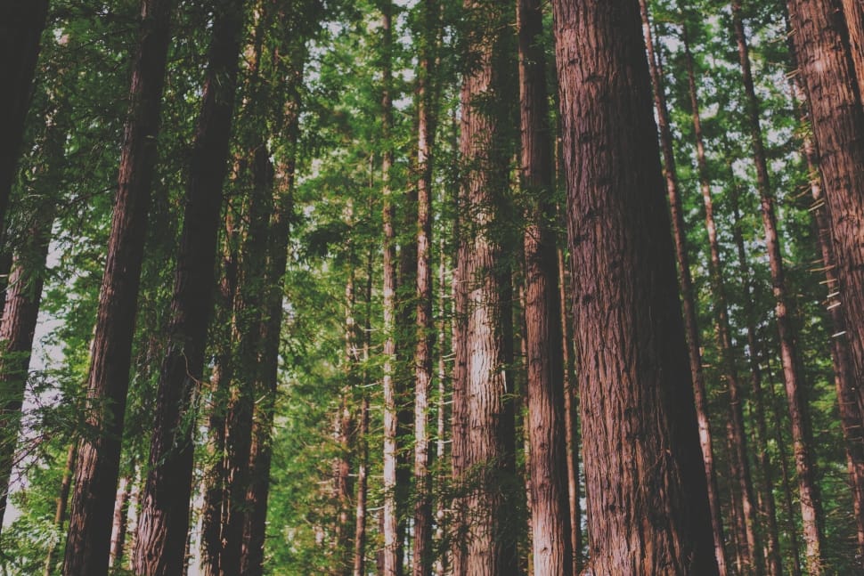 low angle photography of tree trunks preview