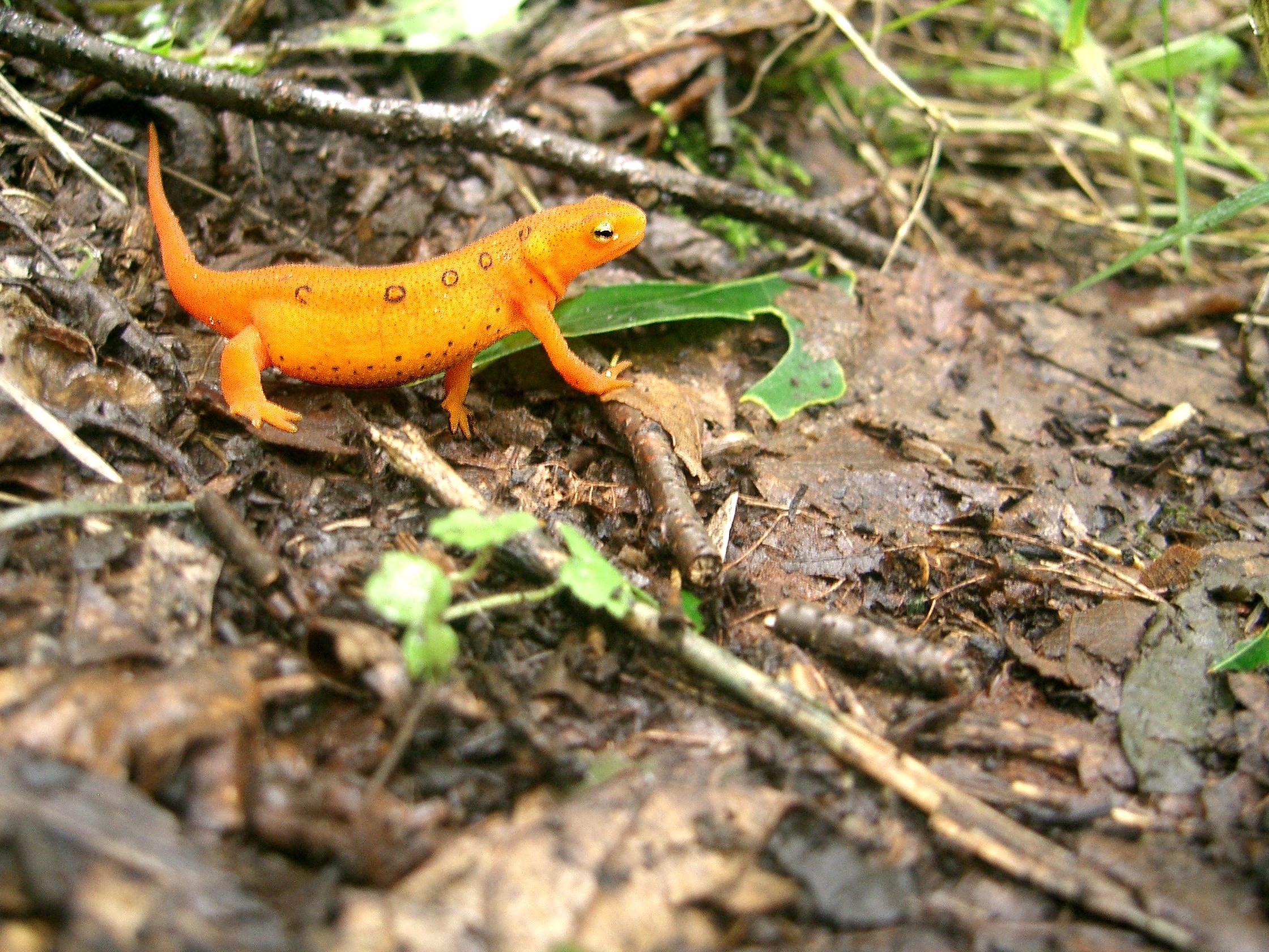 orange lizard