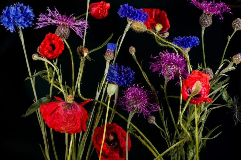 red purple and blue flowers preview