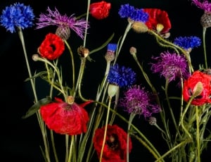red purple and blue flowers thumbnail