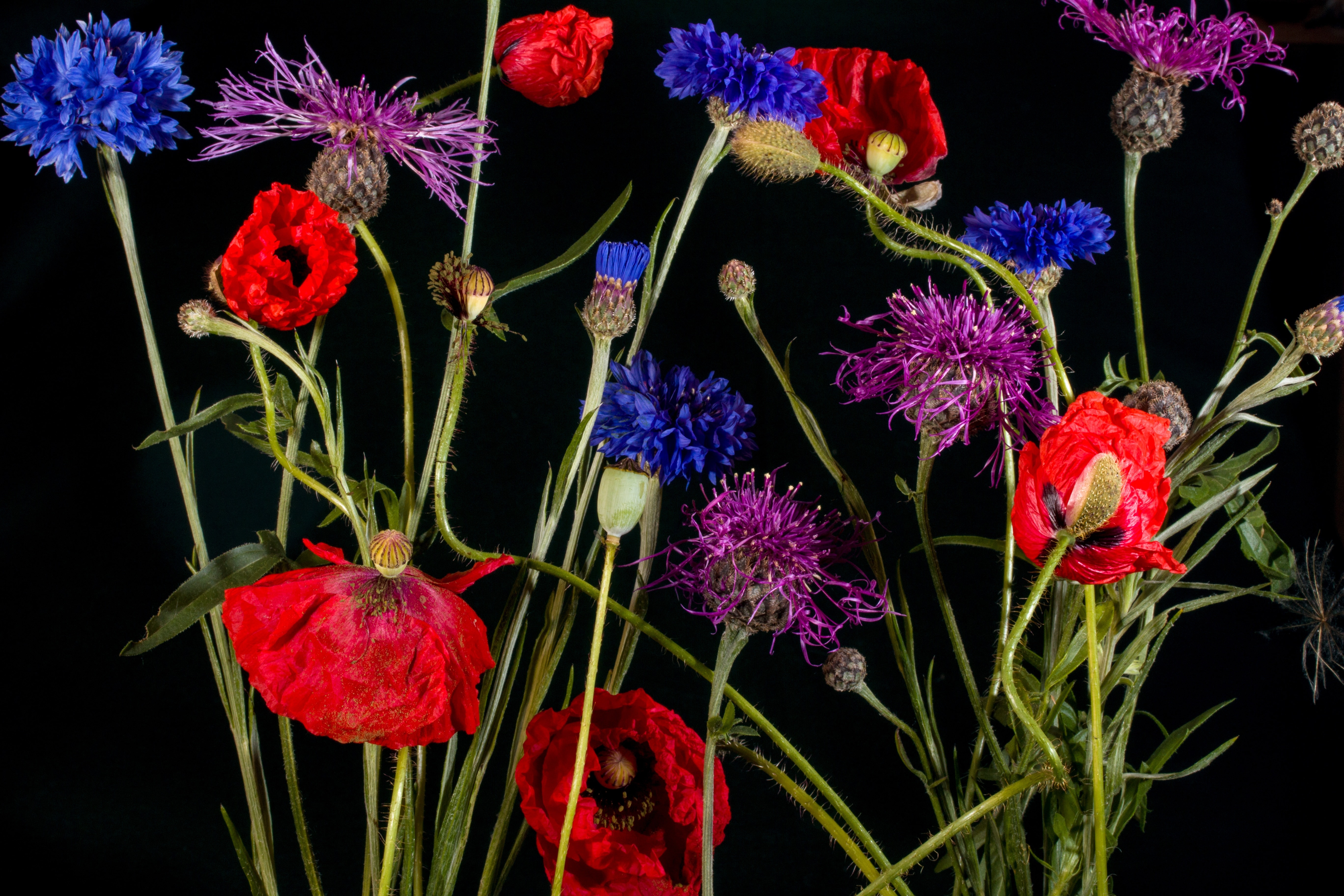 red purple and blue flowers