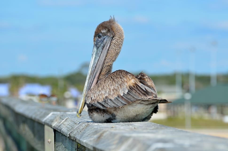 brown pelican preview