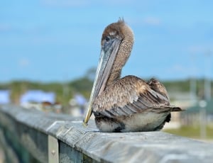 brown pelican thumbnail