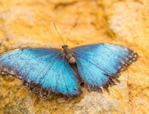 blue morpho butterfly thumbnail