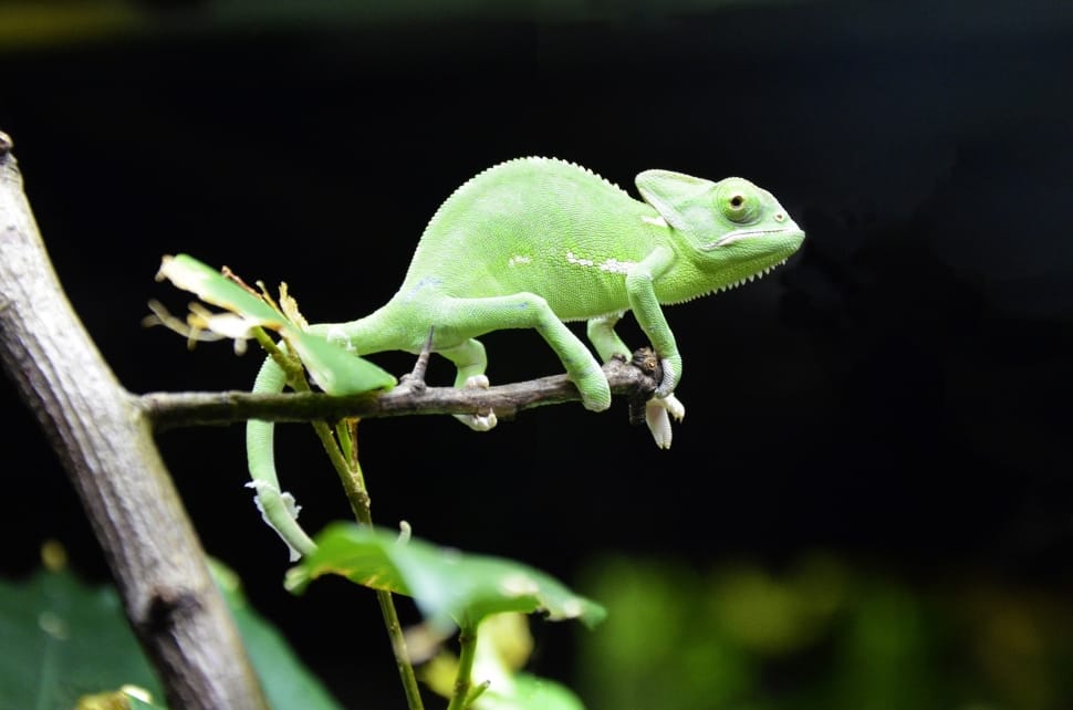 Chameleon, Scales Lizards, Iguana, one animal, animal wildlife preview