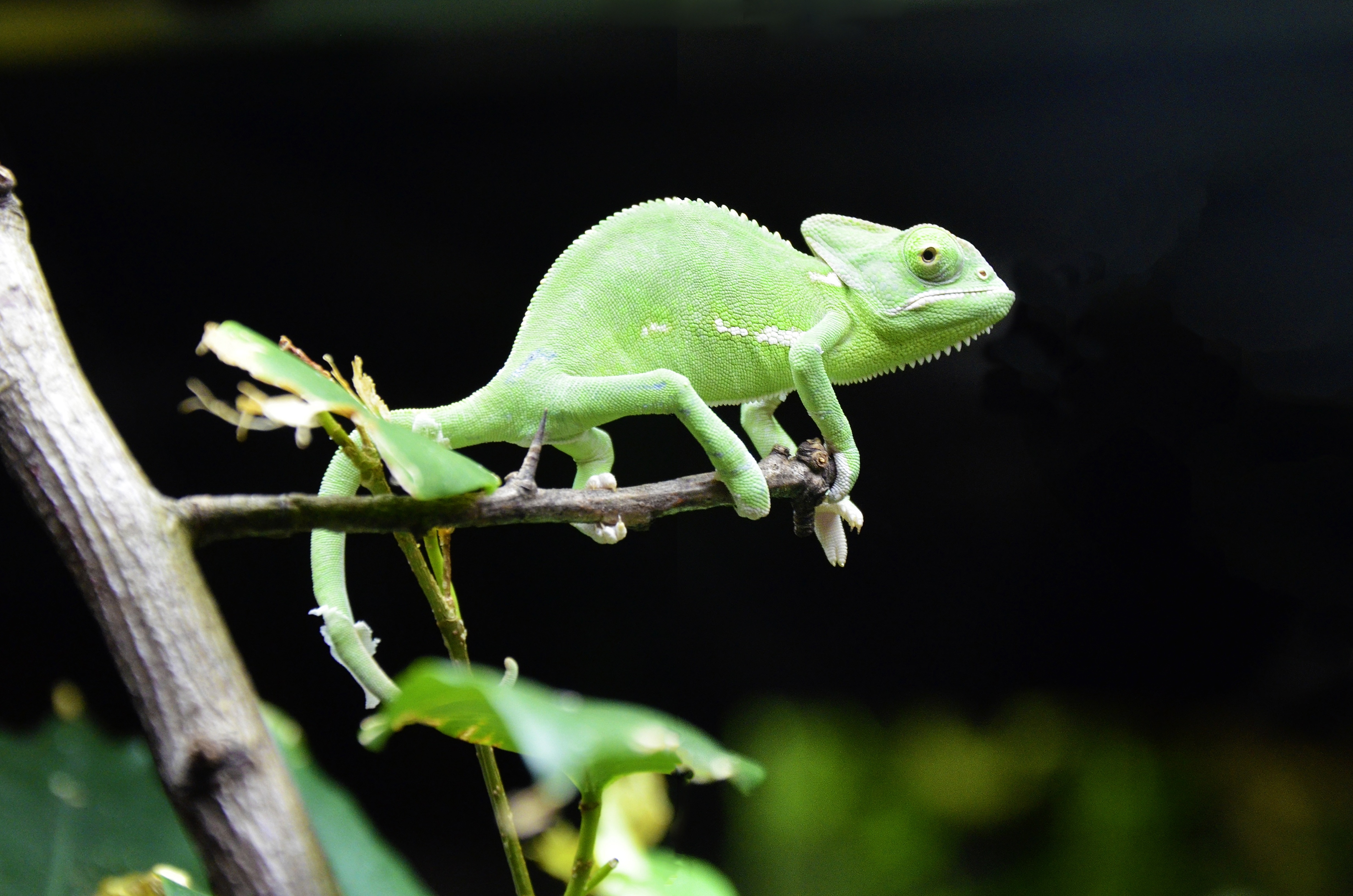 Chameleon, Scales Lizards, Iguana, one animal, animal wildlife