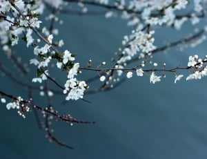 Flowers, Lake, Casey, White, Spring, branch, tree thumbnail